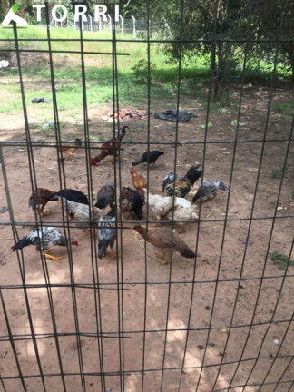 Imagem Imóvel com 4 Quartos à Venda, 250 m² em Monte Libano - Araçoiaba Da Serra Imagem Imóvel com 4 Quartos à Venda, 250 m² em Monte Libano - Araçoiaba Da Serra