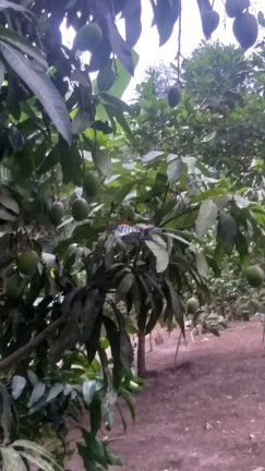 Imagem Casa com 1 Quarto à Venda, 1 m² em Guarulhos
