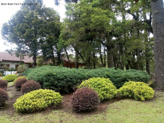 Imagem Casa com 4 Quartos à Venda, 280 m² em Sinoserra - Canela Imagem Casa com 4 Quartos à Venda, 280 m² em Sinoserra - Canela