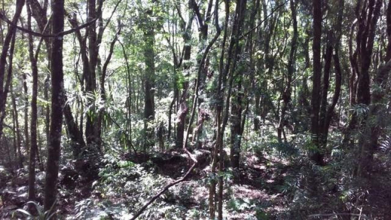 Imagem Imóvel com 4 Quartos à Venda, 300 m² em Dom Pedro - Campo Magro