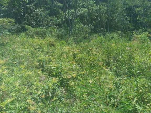 Imagem Chácara com 2 Quartos à Venda, 150 m² em Centro - Paraibuna Imagem Chácara com 2 Quartos à Venda, 150 m² em Centro - Paraibuna