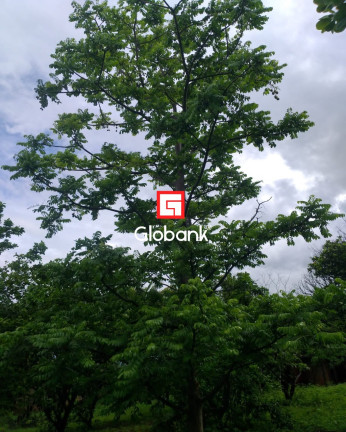 Imagem Imóvel com 4 Quartos à Venda, 2.400 m² em Todos Os Santos - Montes Claros Imagem Imóvel com 4 Quartos à Venda, 2.400 m² em Todos Os Santos - Montes Claros
