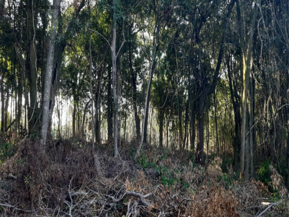 Imagem Terreno à Venda, 13.823 m² em Linha Olinda - Nova Petrópolis Imagem Terreno à Venda, 13.823 m² em Linha Olinda - Nova Petrópolis
