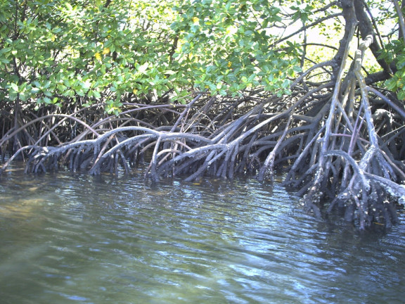 Imagem Terreno à Venda, em Saquaíra - Marau Imagem Terreno à Venda, em Saquaíra - Marau