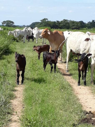 Imagem Chácara à Venda, 2.892 m² em Centro - Bonfinópolis De Minas Imagem Chácara à Venda, 2.892 m² em Centro - Bonfinópolis De Minas