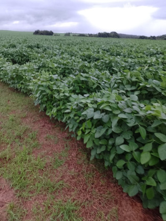 Imagem Imóvel à Venda, 182 m² em área Rural De Três Lagoas - Três Lagoas Imagem Imóvel à Venda, 182 m² em área Rural De Três Lagoas - Três Lagoas