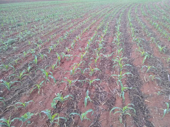 Imagem Fazenda à Venda, 632 m² em Rural - Echaporã Imagem Fazenda à Venda, 632 m² em Rural - Echaporã