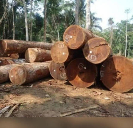 Imagem Fazenda à Venda, 150 m² em Cidade Morena - Aripuanã Imagem Fazenda à Venda, 150 m² em Cidade Morena - Aripuanã