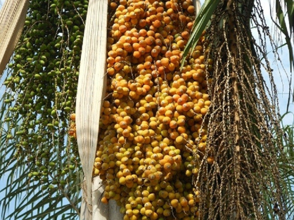 Imagem Fazenda à Venda, em Araxá Imagem Fazenda à Venda, em Araxá