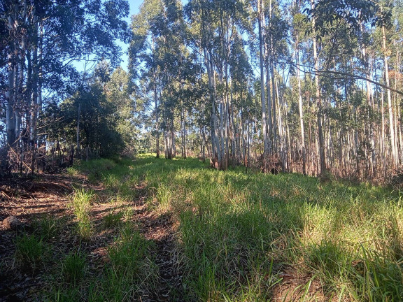 Imagem Chácara à Venda, 29.000 m² em Pimenta - Viamão Imagem Chácara à Venda, 29.000 m² em Pimenta - Viamão