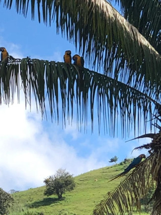 Imagem Fazenda à Venda, 6.050.000 m² em Zona Rural - Cocalzinho De Goiás Imagem Fazenda à Venda, 6.050.000 m² em Zona Rural - Cocalzinho De Goiás