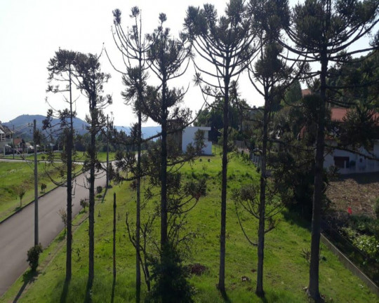 Imagem Imóvel com 3 Quartos à Venda, 217 m² em Pousada Da Neve - Nova Petrópolis