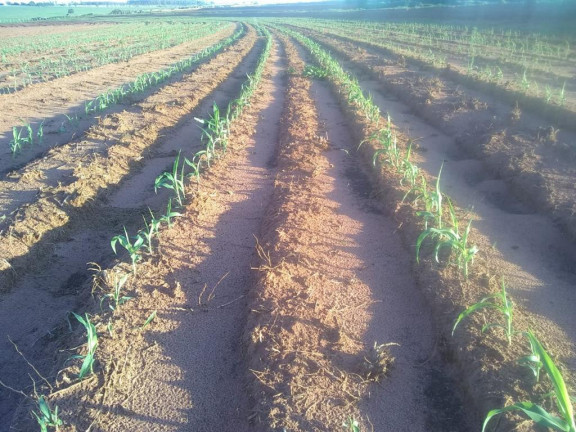 Imagem Fazenda à Venda, 632 m² em Rural - Echaporã Imagem Fazenda à Venda, 632 m² em Rural - Echaporã