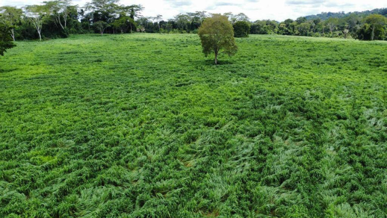 Imagem Fazenda à Venda, em Juara Imagem Fazenda à Venda, em Juara