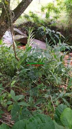 Imagem Chácara à Venda, 1.800 m² em Paraibuna