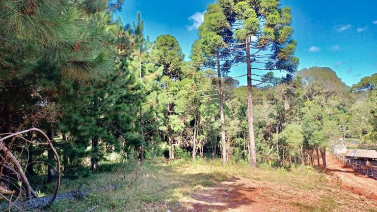 Imagem Fazenda à Venda, em Zona Rural (bugre) - Balsa Nova Imagem Fazenda à Venda, em Zona Rural (bugre) - Balsa Nova