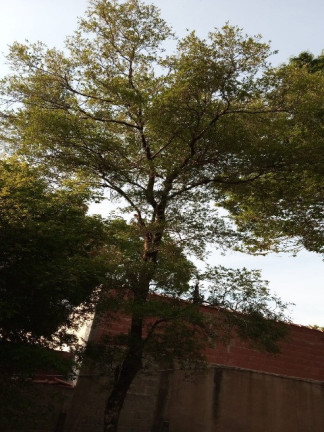 Imagem Chácara com 2 Quartos para Alugar ou Temporada, 1.512 m² em Jardim Tarantela - Jundiaí Imagem Chácara com 2 Quartos para Alugar ou Temporada, 1.512 m² em Jardim Tarantela - Jundiaí
