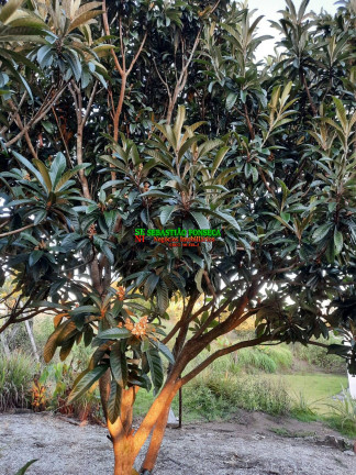 Imagem Chácara à Venda, 20.800 m² em Chácara Marambaia - Caçapava Imagem Chácara à Venda, 20.800 m² em Chácara Marambaia - Caçapava