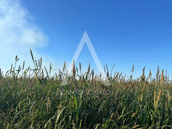 Imagem Imóvel à Venda, 162 m² em Zona Rural - Tapurah Imagem Imóvel à Venda, 162 m² em Zona Rural - Tapurah