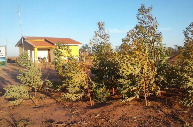 Imagem Fazenda à Venda, 1 m² em Mateiros Imagem Fazenda à Venda, 1 m² em Mateiros