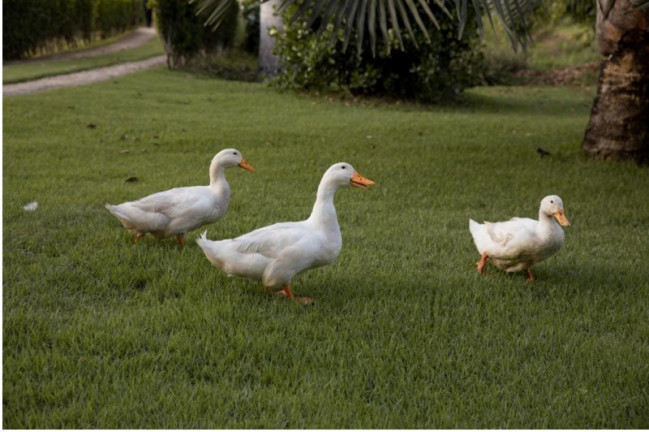 Imagem Chácara com 4 Quartos à Venda, 60.000 m²