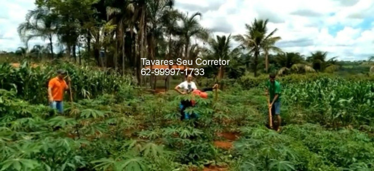 Imagem Imóvel à Venda, em Go 420 Km 2 - Nova Veneza Imagem Imóvel à Venda, em Go 420 Km 2 - Nova Veneza