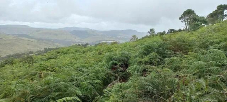 Imagem Imóvel à Venda, 35.000 m² em Vila Francioni - Sao Joaquim Imagem Imóvel à Venda, 35.000 m² em Vila Francioni - Sao Joaquim