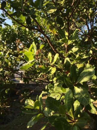 Imagem Imóvel à Venda, 2.000 m² em Campo Grande - Rio De Janeiro