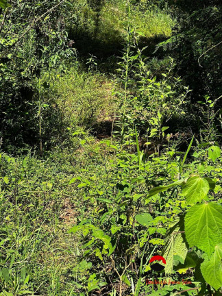 Imagem Terreno à Venda, 1 m² em Campos Do Jordão Imagem Terreno à Venda, 1 m² em Campos Do Jordão