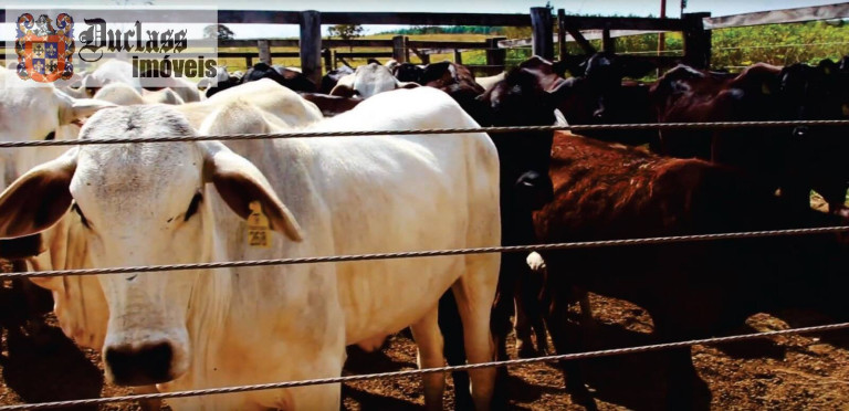 Imagem Fazenda à Venda, 5 m² em Alexânia