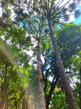 Imagem Chácara com 1 Quarto à Venda, 6.050 m² em Jardim Bela Vista - Balsa Nova Imagem Chácara com 1 Quarto à Venda, 6.050 m² em Jardim Bela Vista - Balsa Nova