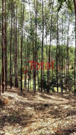 Imagem Terreno à Venda, 70.000 m² em Zona Rural - Marliéria Imagem Terreno à Venda, 70.000 m² em Zona Rural - Marliéria