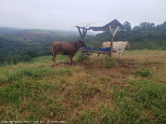 Imagem Chácara à Venda, 5 m² em Taquari - Caldas