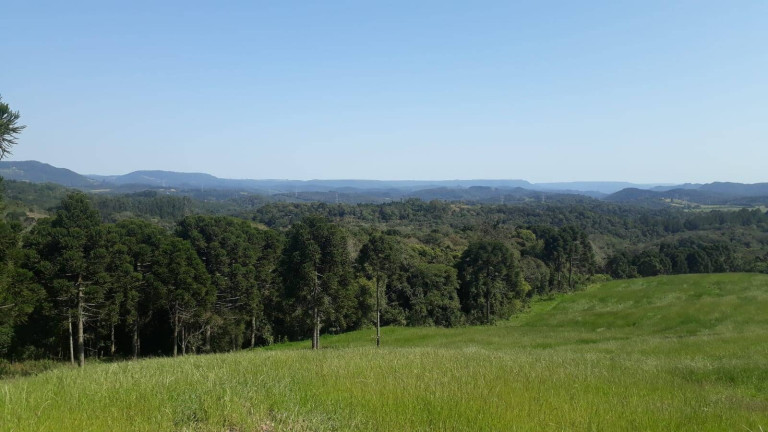Imagem Chácara com 3 Quartos à Venda, 129 m² em Centro - Campo Largo