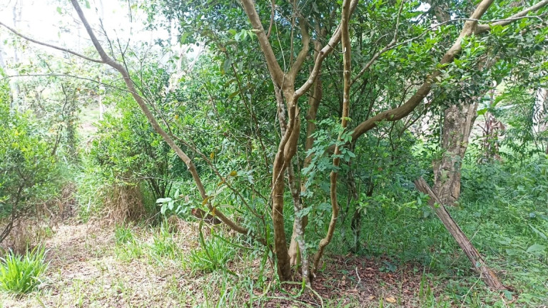 Chácara com 2 Quartos à Venda, 100 m² em Varjao - Paraibuna