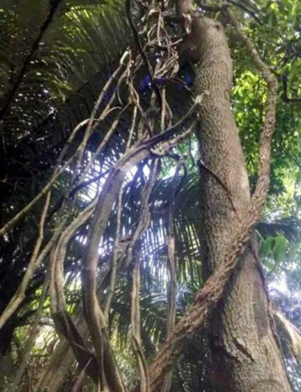 Imagem Terreno em Condomínio à Venda, 730 m² em Camorim - Rio De Janeiro Imagem Terreno em Condomínio à Venda, 730 m² em Camorim - Rio De Janeiro