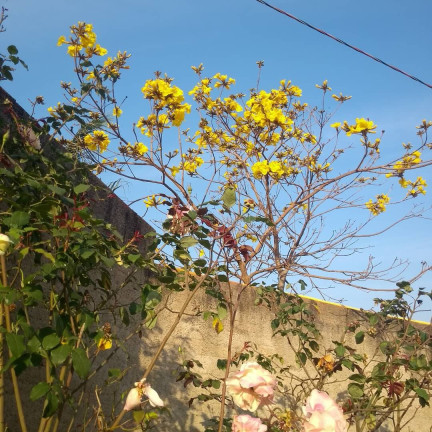 Imagem Chácara com 2 Quartos à Venda, 1.200 m² em Piraporão - Piedade