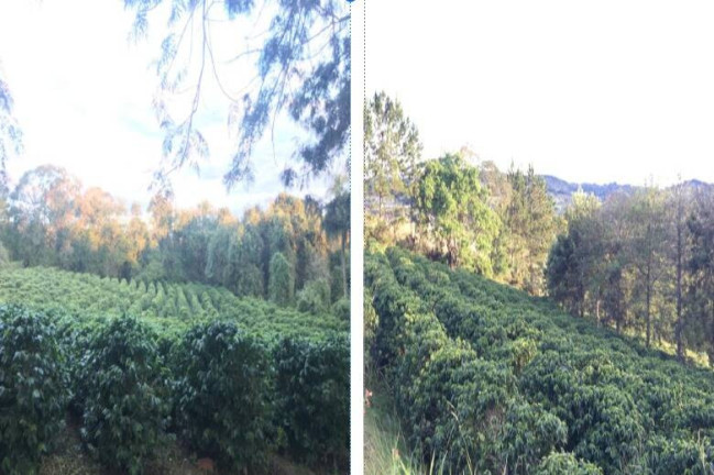Imagem Chácara com 4 Quartos à Venda, 49.000 m² em Estrada Do Feitall - Morungaba