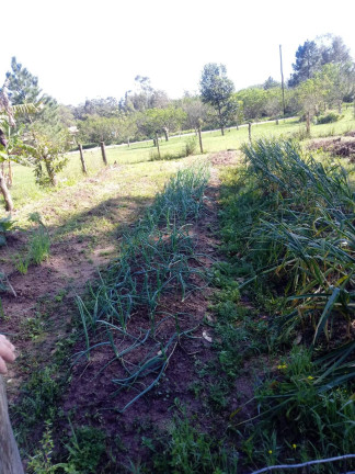 Imagem Casa com 2 Quartos à Venda, 8.000 m² em Itapuã - Viamão