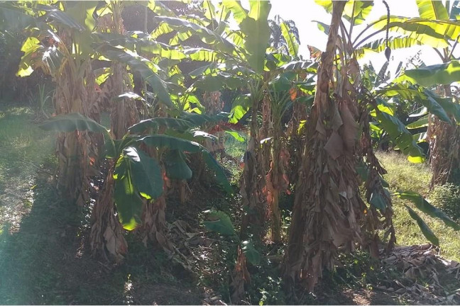 Imagem Terreno à Venda, 2.729 m² em Guaratiba - Rio De Janeiro Imagem Terreno à Venda, 2.729 m² em Guaratiba - Rio De Janeiro