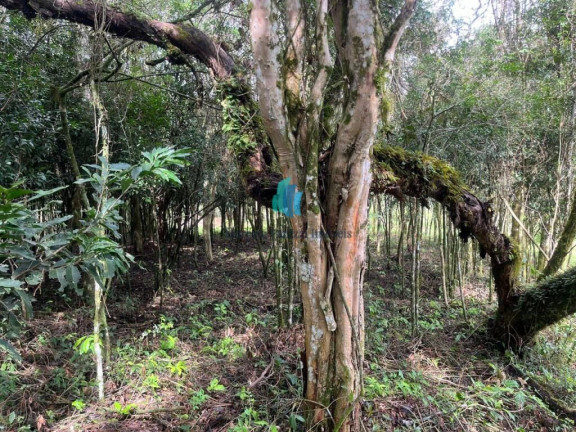 Imagem Terreno à Venda, 23.567 m² em Linha Liberdade - Pinto Bandeira