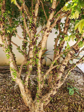 Imagem Casa com 4 Quartos à Venda, 750 m² em Tamboré - Santana De Parnaíba Imagem Casa com 4 Quartos à Venda, 750 m² em Tamboré - Santana De Parnaíba