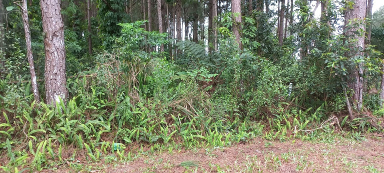 Imagem Terreno à Venda, 265 m² em Ambrósio - Garopaba