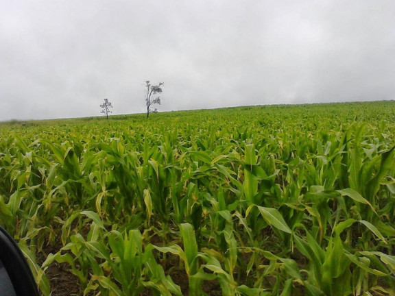 Imagem Fazenda à Venda, 59 m² em Rural - Guareí Imagem Fazenda à Venda, 59 m² em Rural - Guareí