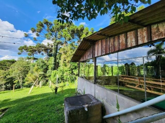Imagem Imóvel com 3 Quartos à Venda, 51.000 m² em Campo Largo Da Roseira - São José Dos Pinhais