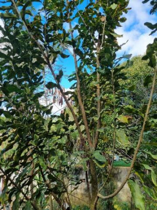 Imagem Chácara com 3 Quartos à Venda, 2.000 m² em Ciriaco - Piedade