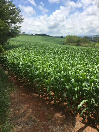 Imagem Imóvel à Venda, em Zona Rural - Turvolândia Imagem Imóvel à Venda, em Zona Rural - Turvolândia