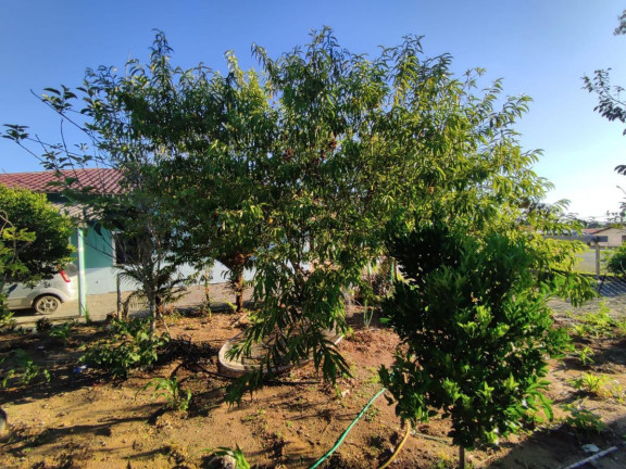 Imagem Casa com 3 Quartos à Venda, 293 m² em Trigolândia - Piên