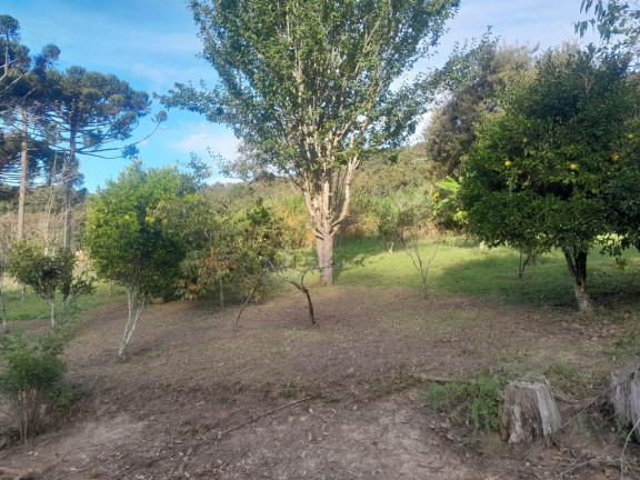 Imagem Imóvel com 3 Quartos à Venda, 72.000 m² em Centro - Tunas Do Parana