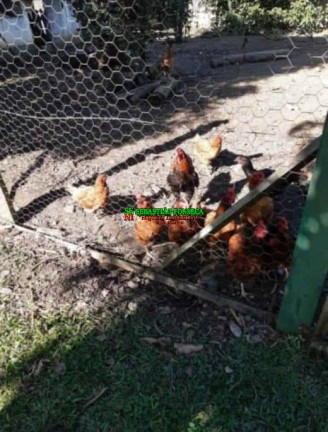 Imagem Chácara com 4 Quartos à Venda, 3.000 m² em área Rural De São José Dos Campos - São José Dos Campos Imagem Chácara com 4 Quartos à Venda, 3.000 m² em área Rural De São José Dos Campos - São José Dos Campos